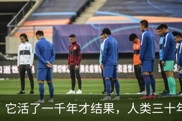 它活了一千年才结果，人类三十年砍光，消失的秘密至今无人能解