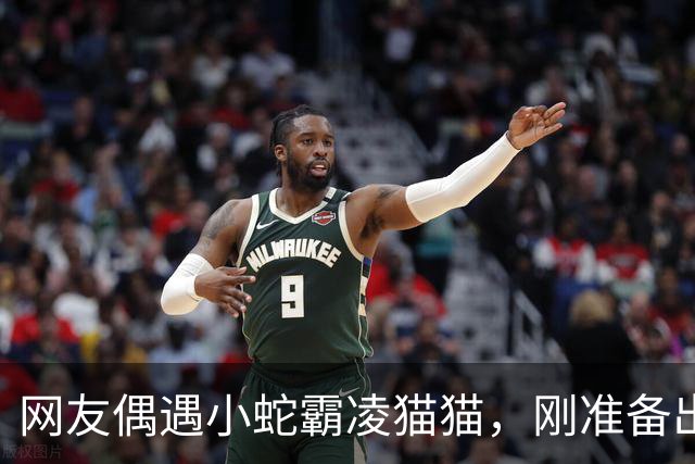 网友偶遇小蛇霸凌猫猫，刚准备出手相助，结果笑skr人！